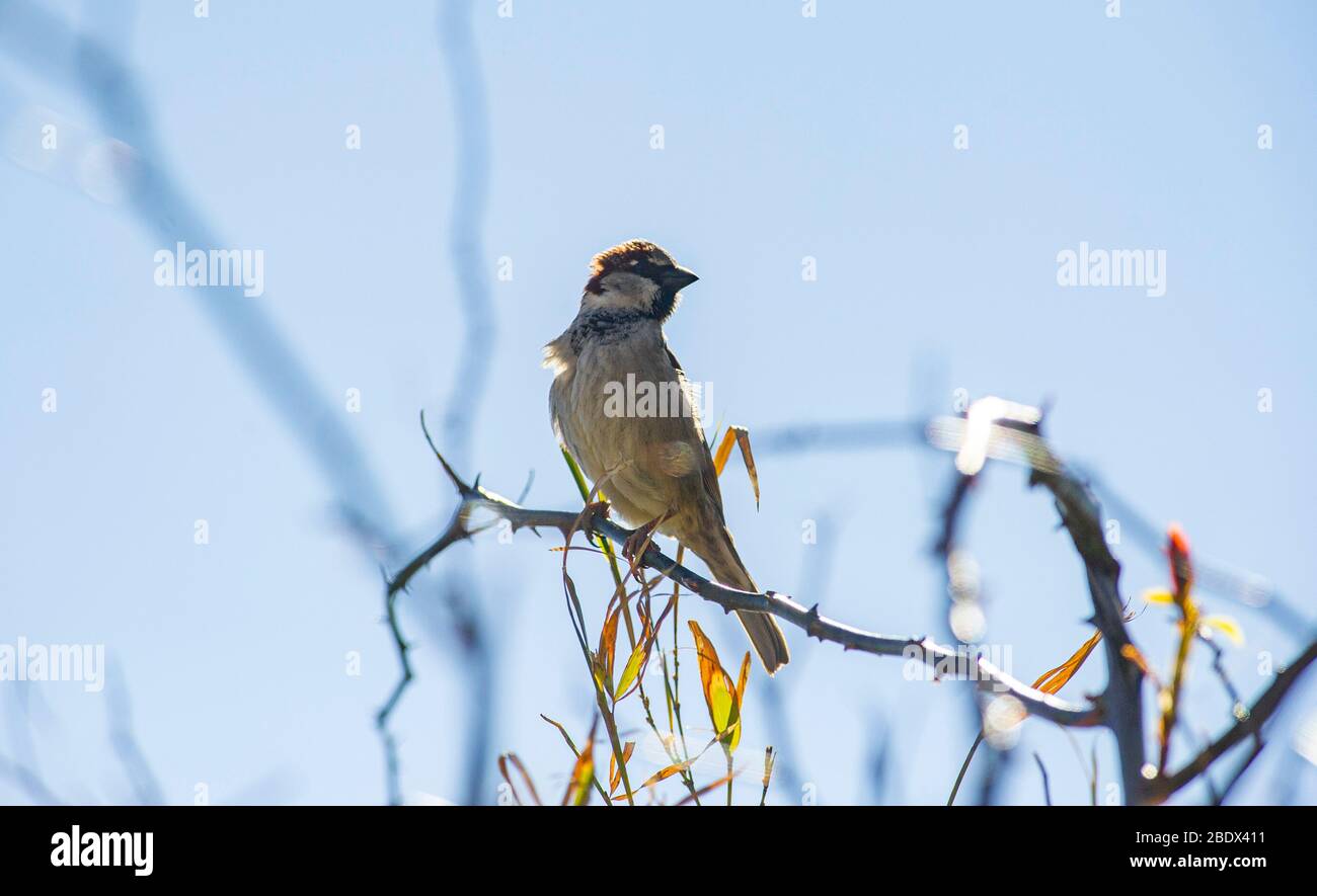Casa Sparrow Passer domesticus encaramado en un arbusto de jardín Reino Unido Foto de stock