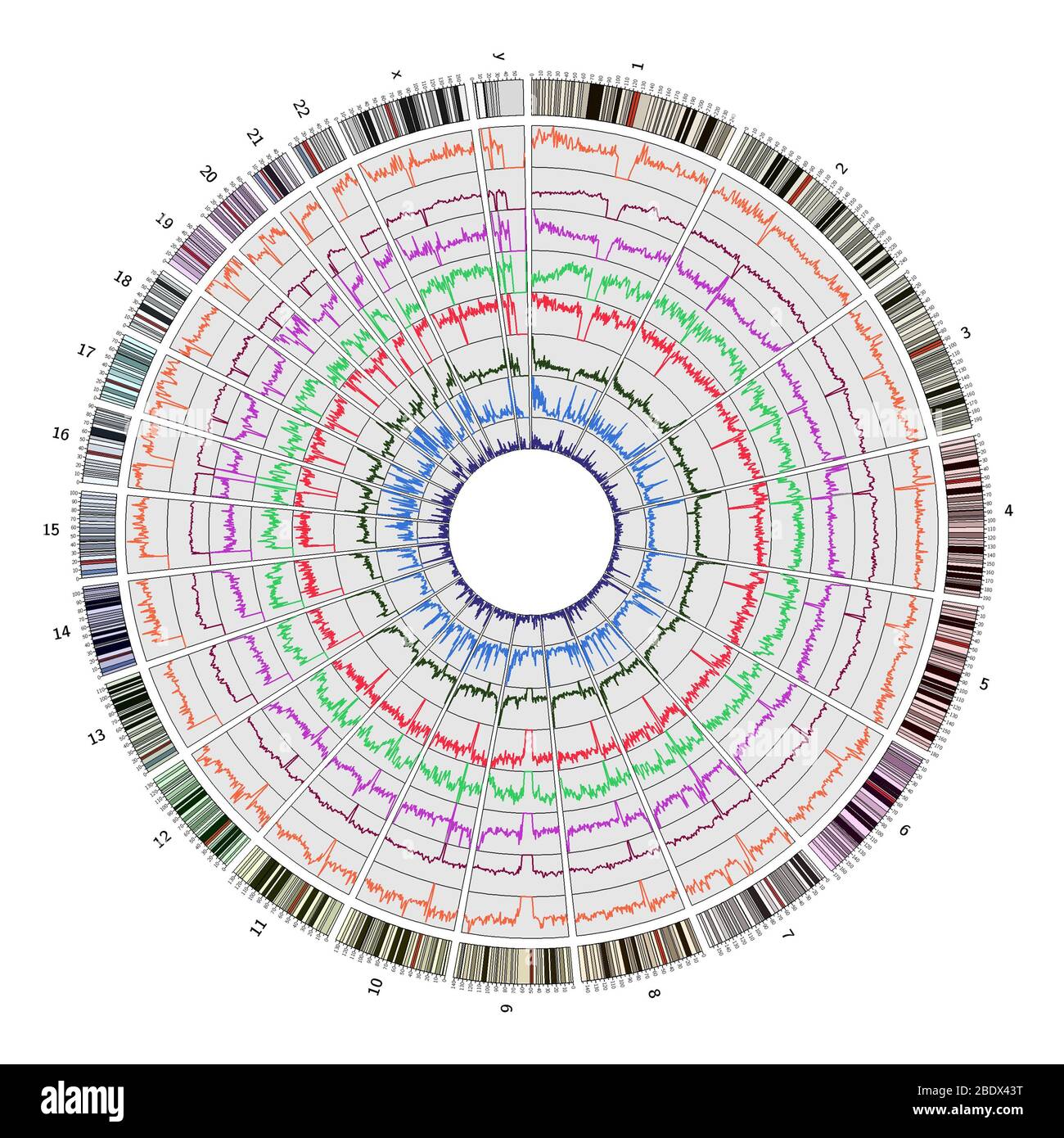 Circos, Mapa Circular del Genoma, humano Foto de stock