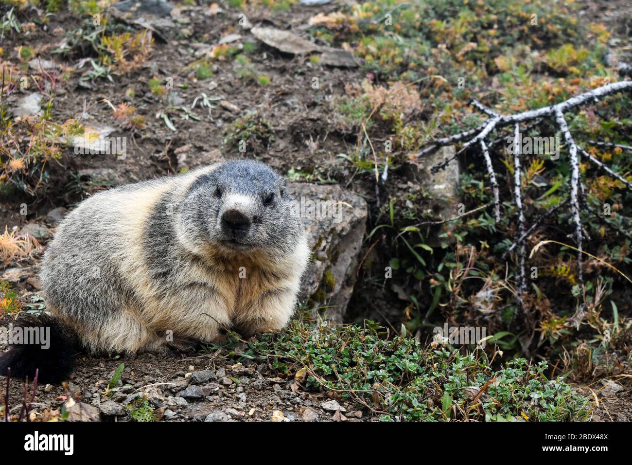 Marmota (Marmota marmota) en hábitat natural. Foto de stock