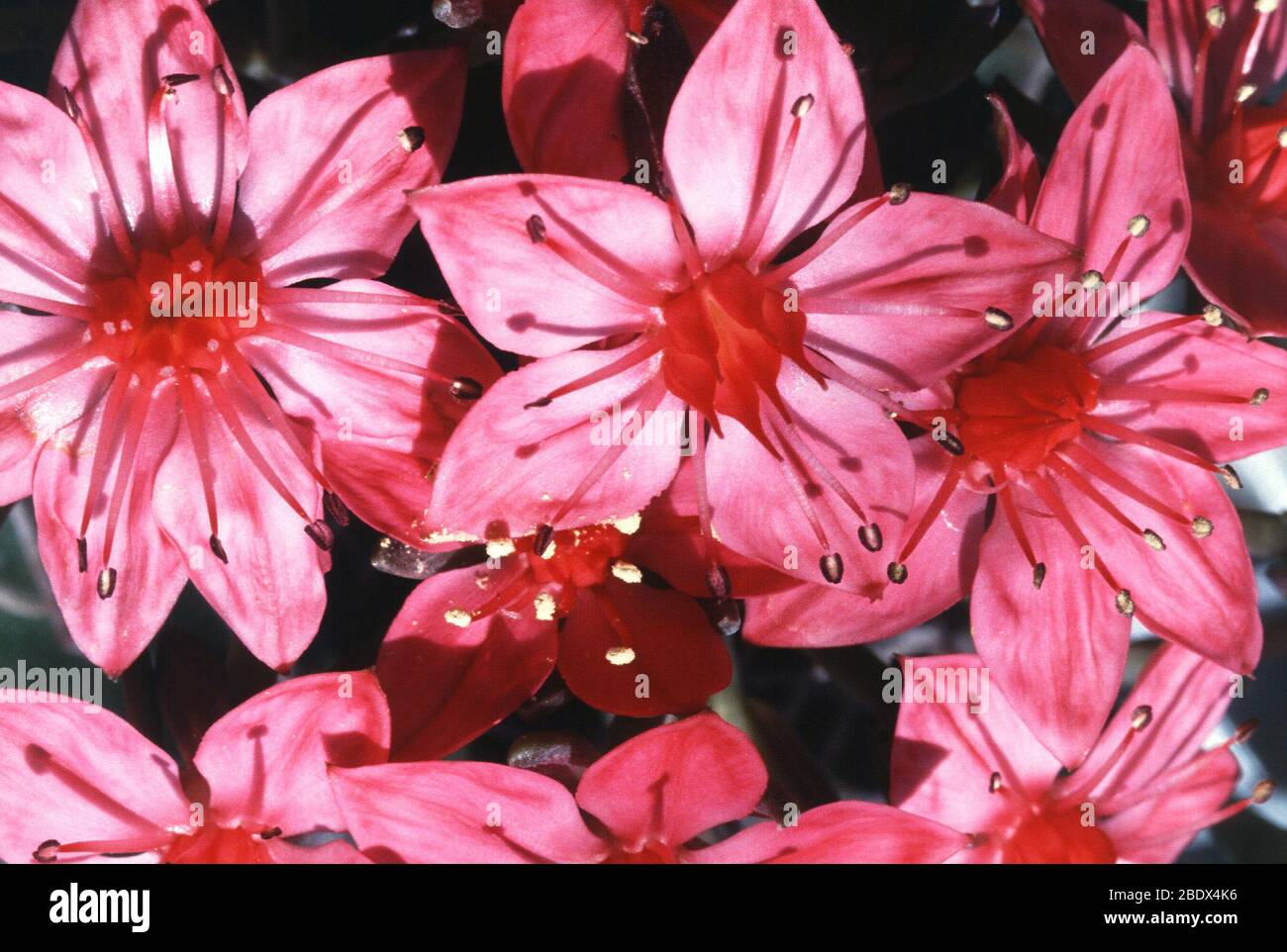Flores chihuahua fotografías e imágenes de alta resolución - Alamy Flores chihuahua fotografías e imágenes de alta resolución - Alamy