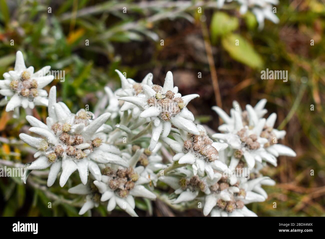 Flores de Edelweiss (Leontopodium alpinum), símbolo de la montaña de los Alpes. Foto de stock