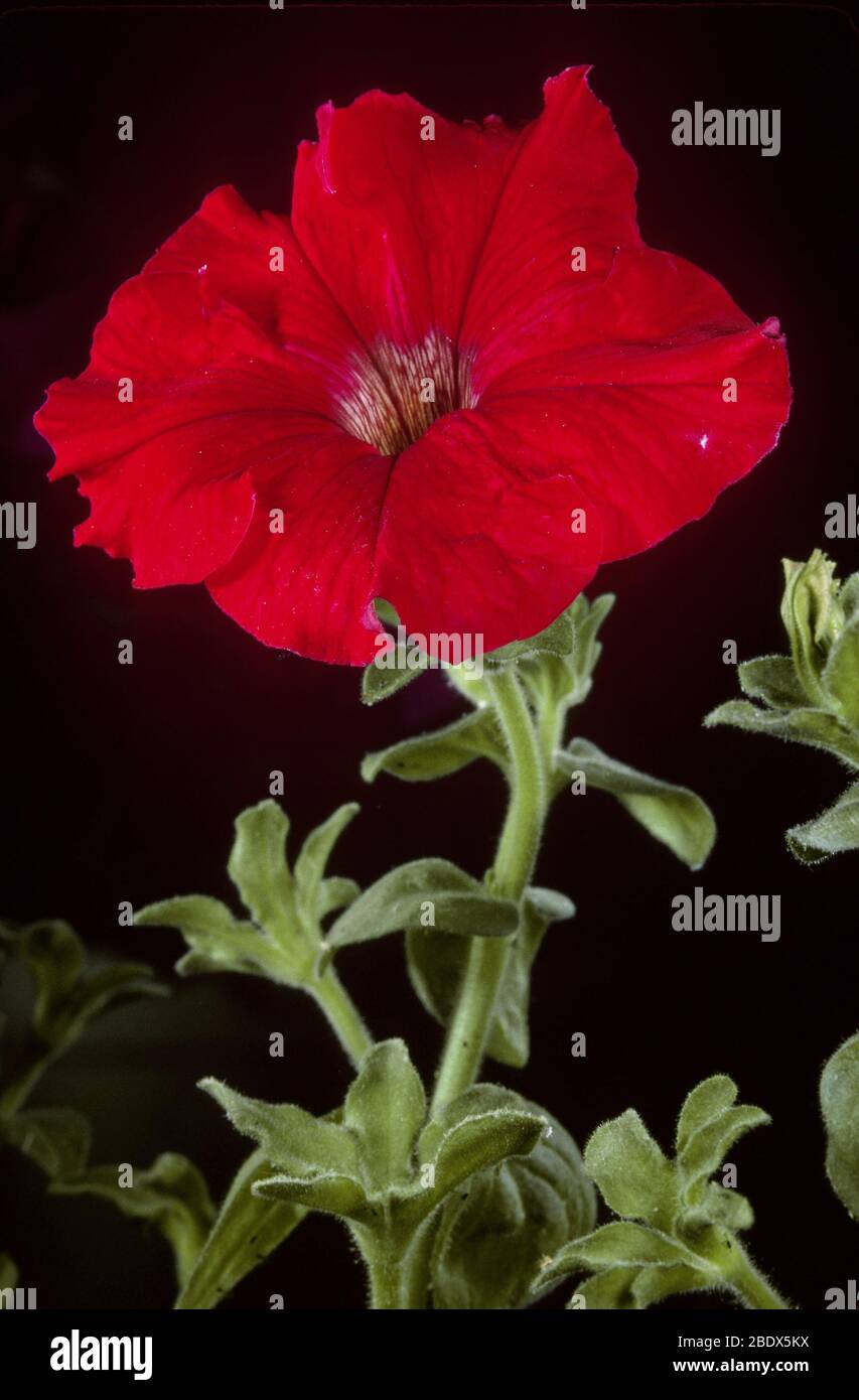 Petunia 'Superb Red Cascade' Foto de stock
