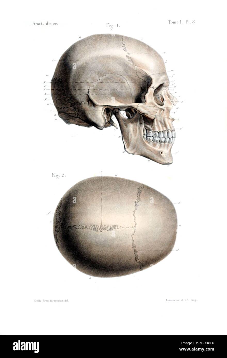 Cráneo humano, lateral, 1844 Foto de stock