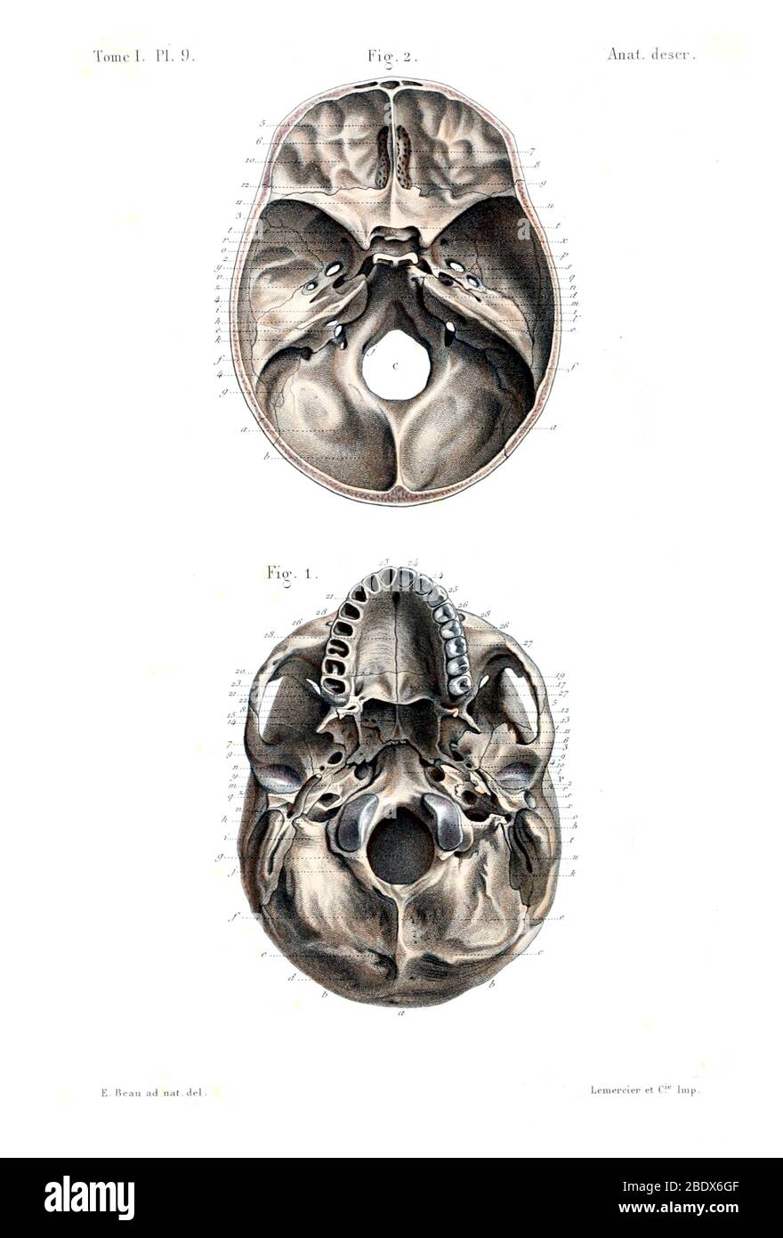 Cráneo humano, base, 1844 Foto de stock