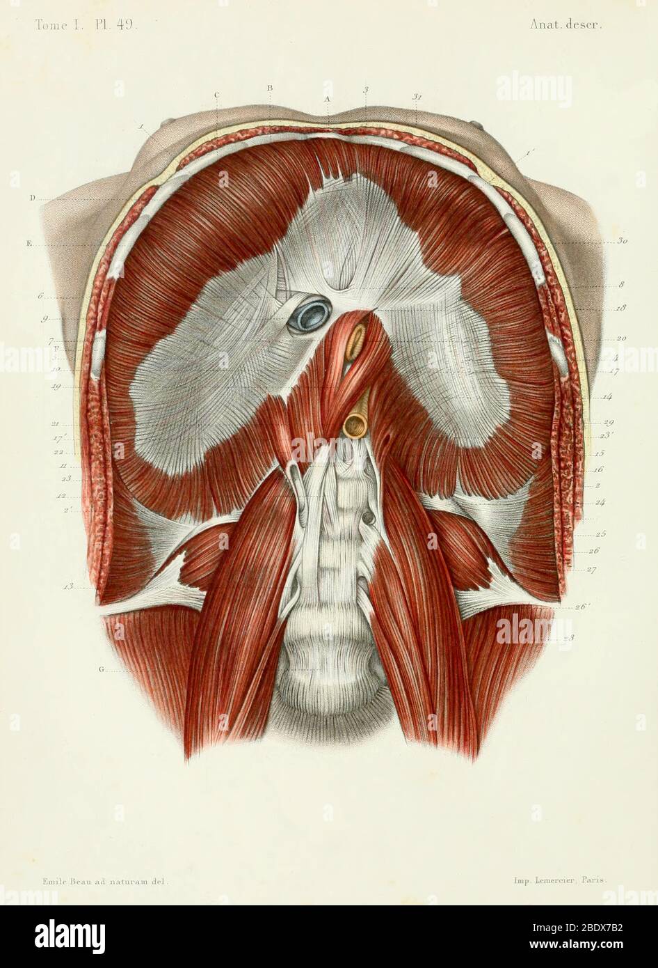 Diafragma humano, 1844 Foto de stock