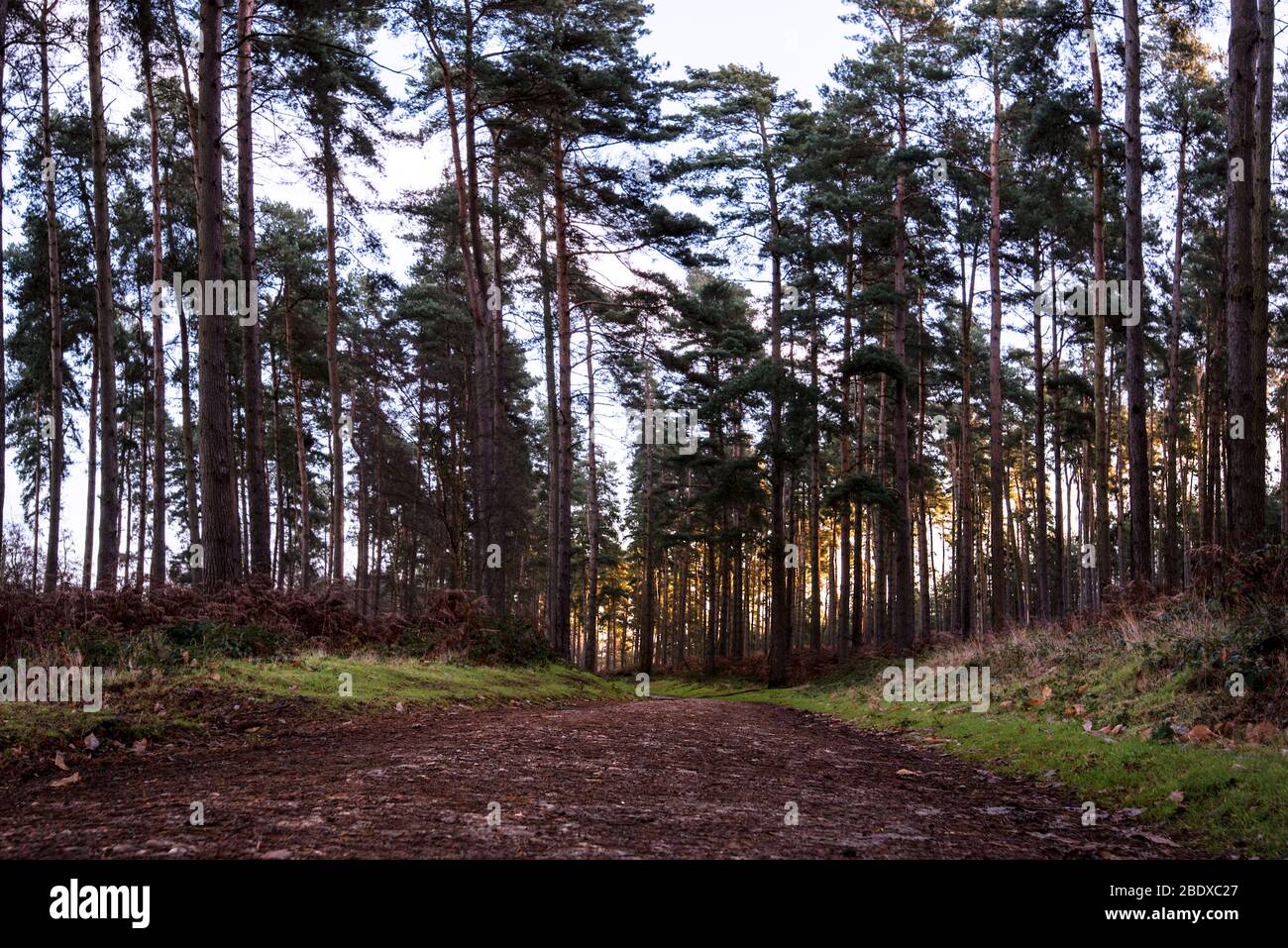 Un amplio sendero conduce a través de un alto bosque de árboles de Cannock Chase al amanecer, Inglaterra. Foto de stock