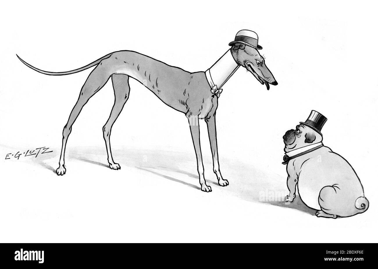 Greyhound y Pug Converse, 1902 Foto de stock