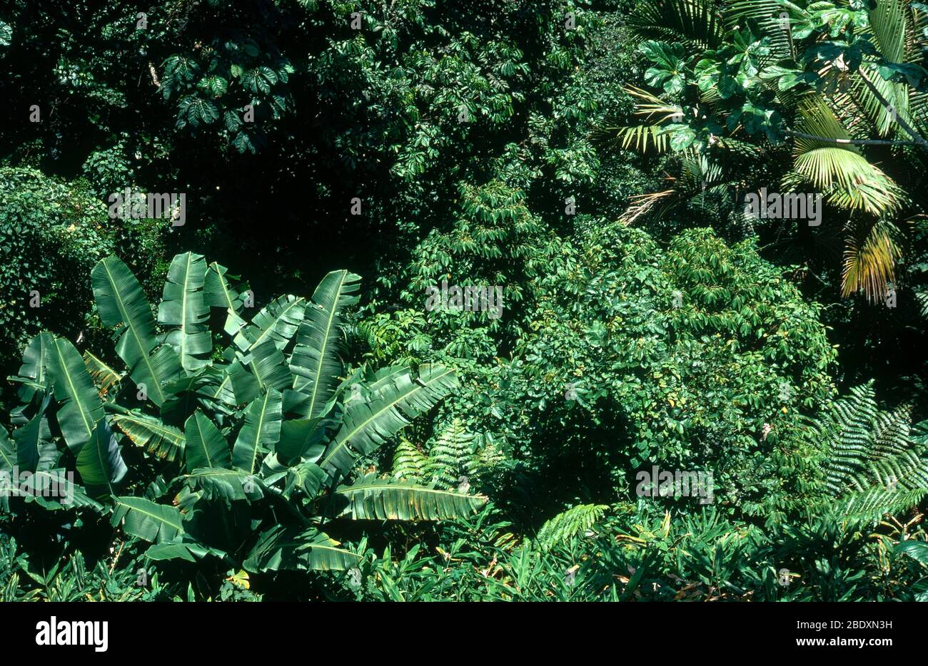 Bosque Nacional del Caribe Foto de stock