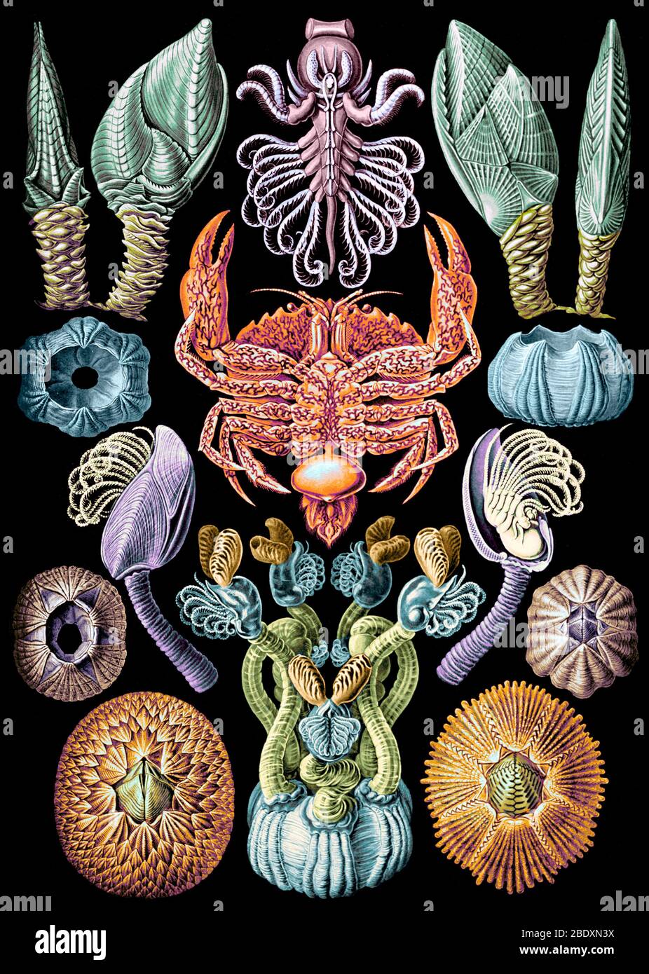Ernst Haeckel, Cirripedia, percebes Foto de stock