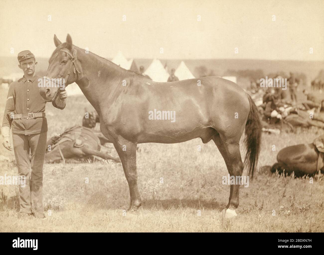 Comanche, sólo sobreviviente en Little Bighorn Foto de stock