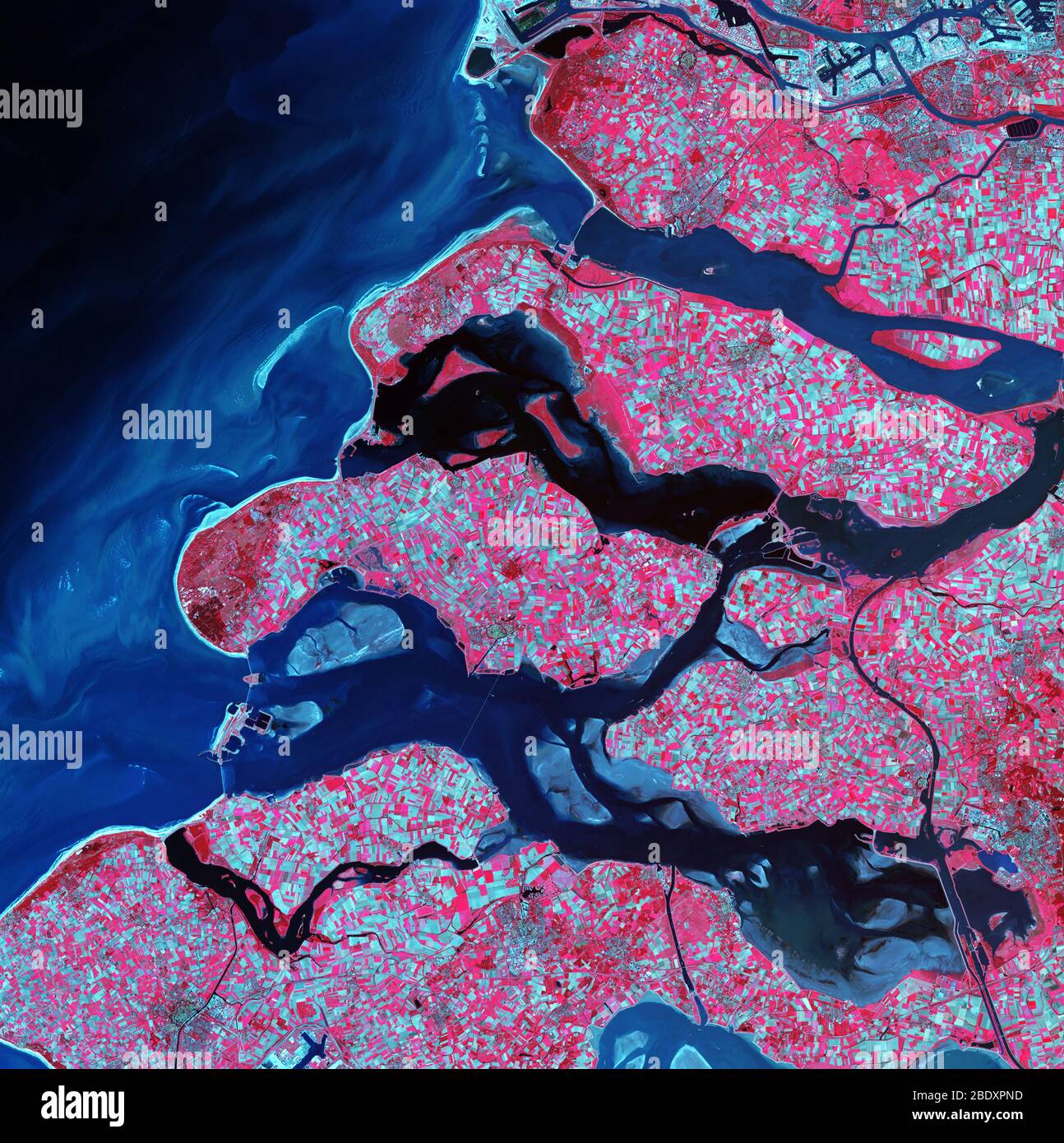 Delta del Rin-Mosa, imagen de satélite. El norte está en la parte superior. La vegetación es roja, las áreas estériles son de color azul claro y el agua es de color azul oscuro. Este delta ha sido formado por sedimentos de los ríos Mosa y Rin, ya que fluyen hacia el Mar del Norte en la costa de los países Bajos. La mayor parte de la tierra aquí está cubierta de campos, con campos estériles en azul y cultivos en rojo. Se observan barreras a través de las salidas del delta, que frenan las mareas y protegen esta zona baja. La zona azul claro en la parte superior derecha forma parte del puerto de Rotterdam. El área mostrada en esta imagen es de unos 60 kilómetros de wi Foto de stock