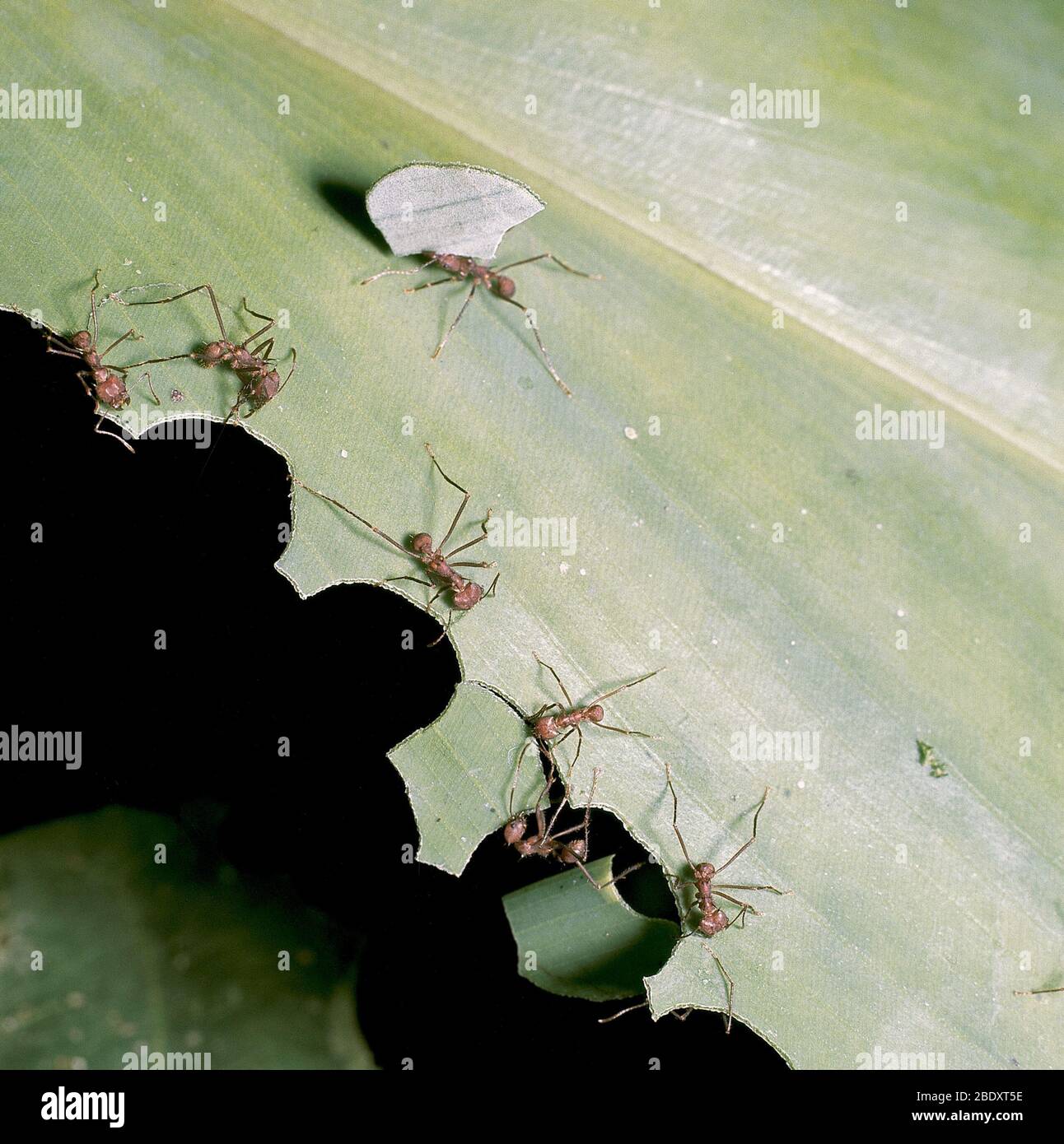 Hormigas cortadoras de hojas Foto de stock