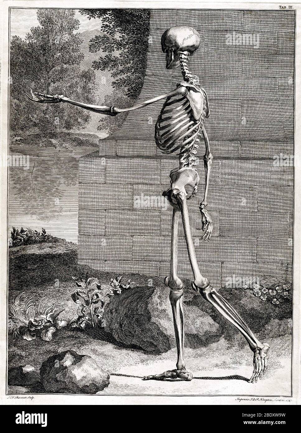 Grabado anatómico del siglo XVIII Foto de stock