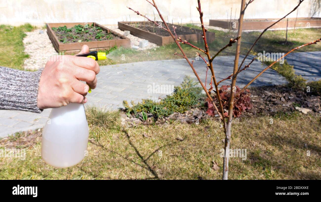 Fumigación preventiva de frutales de plagas de insectos a principios de la primavera. El jardinero cuida de un nuevo jardín joven, rociando un durazno de enfermedades Fotografía de stock - Alamy