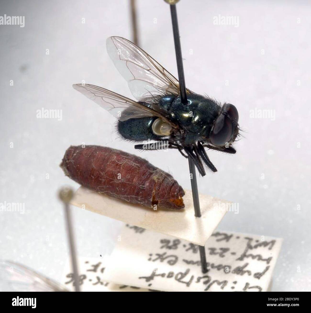 Ayudantes forenses, mosca negra y puparia Foto de stock