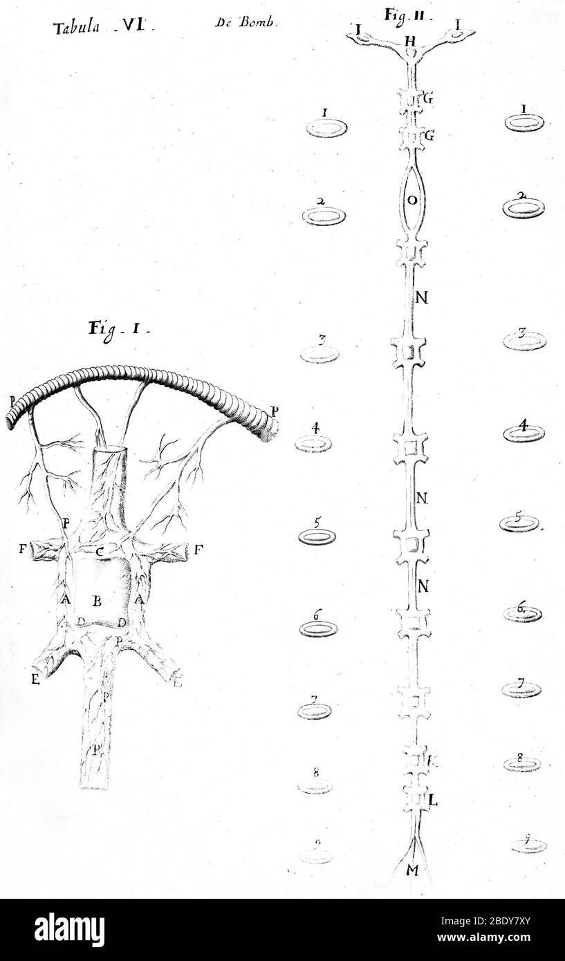 Sistemas nervioso y respiratorio de Silkworm, 1600 Foto de stock