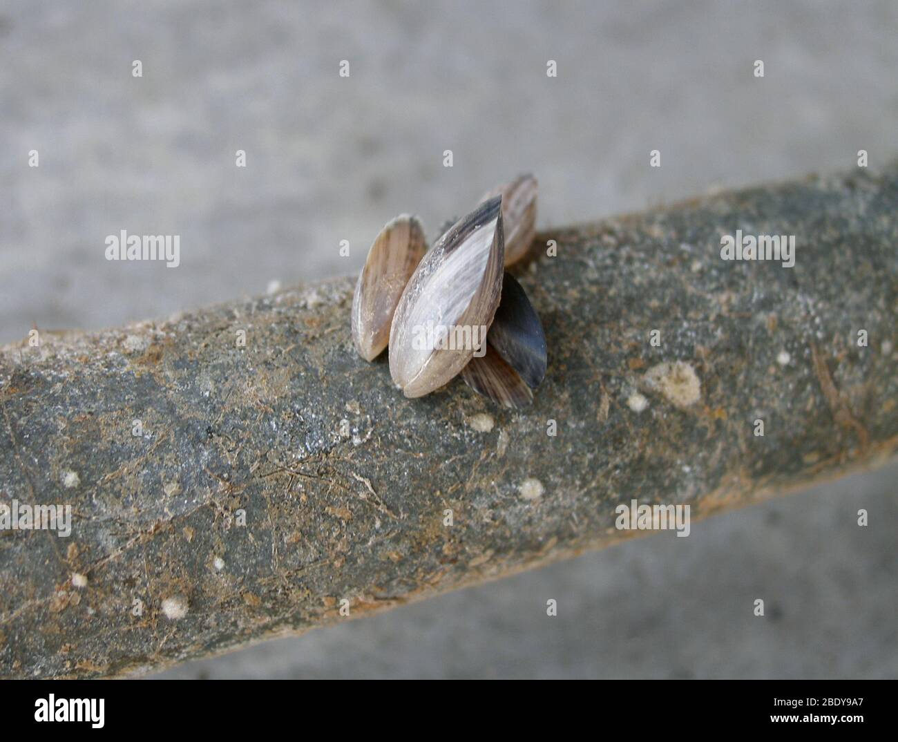 Los mejillones Quagga (Dreissena bugensis) Foto de stock