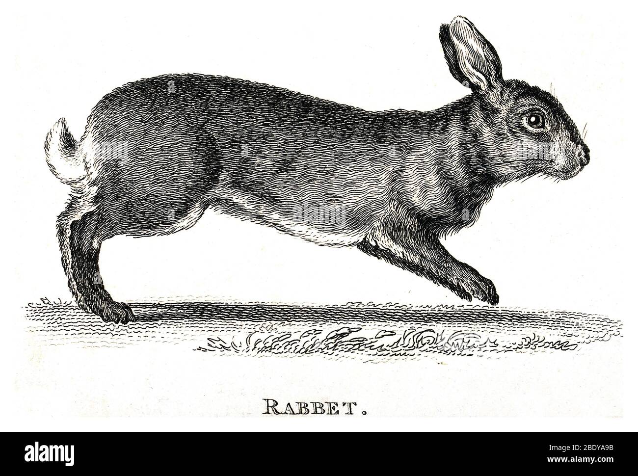 Conejo, Ilustración histórica Foto de stock
