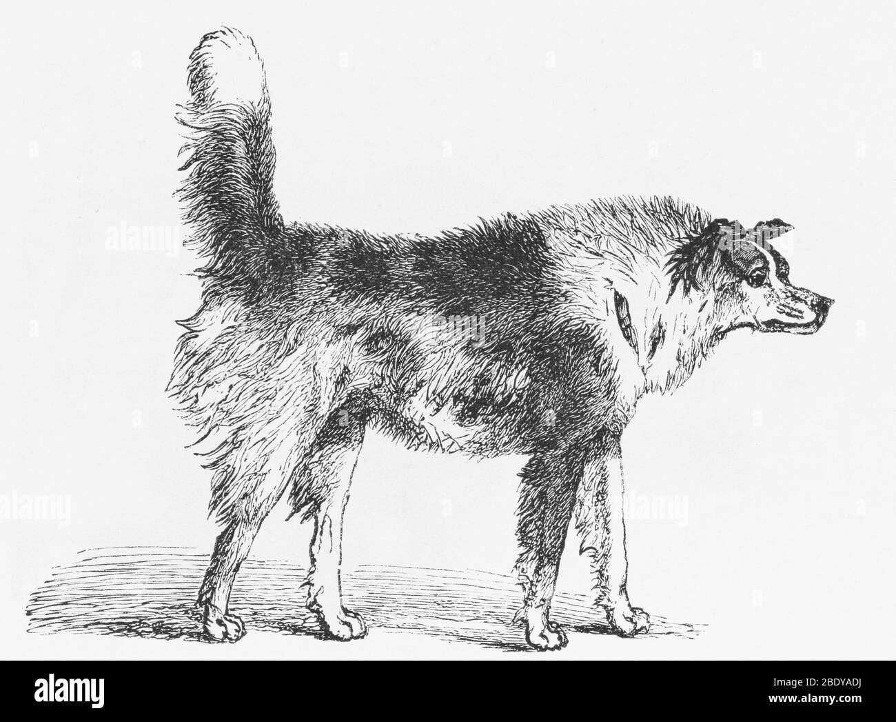 Perro con la cola hacia arriba Imágenes de stock en blanco y negro Alamy