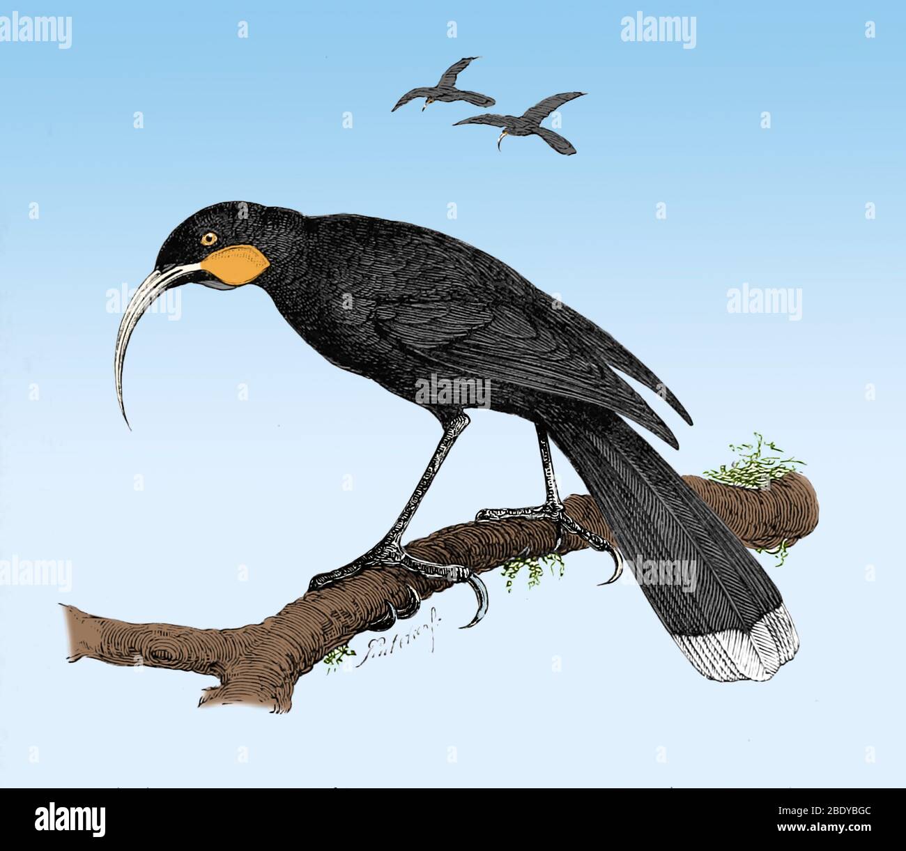 Huia, Heteralocha acutirostris, extinto Foto de stock