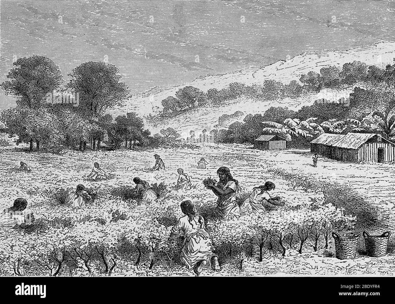 Hoja de coca siglo xix fotografías e imágenes de alta resolución Alamy