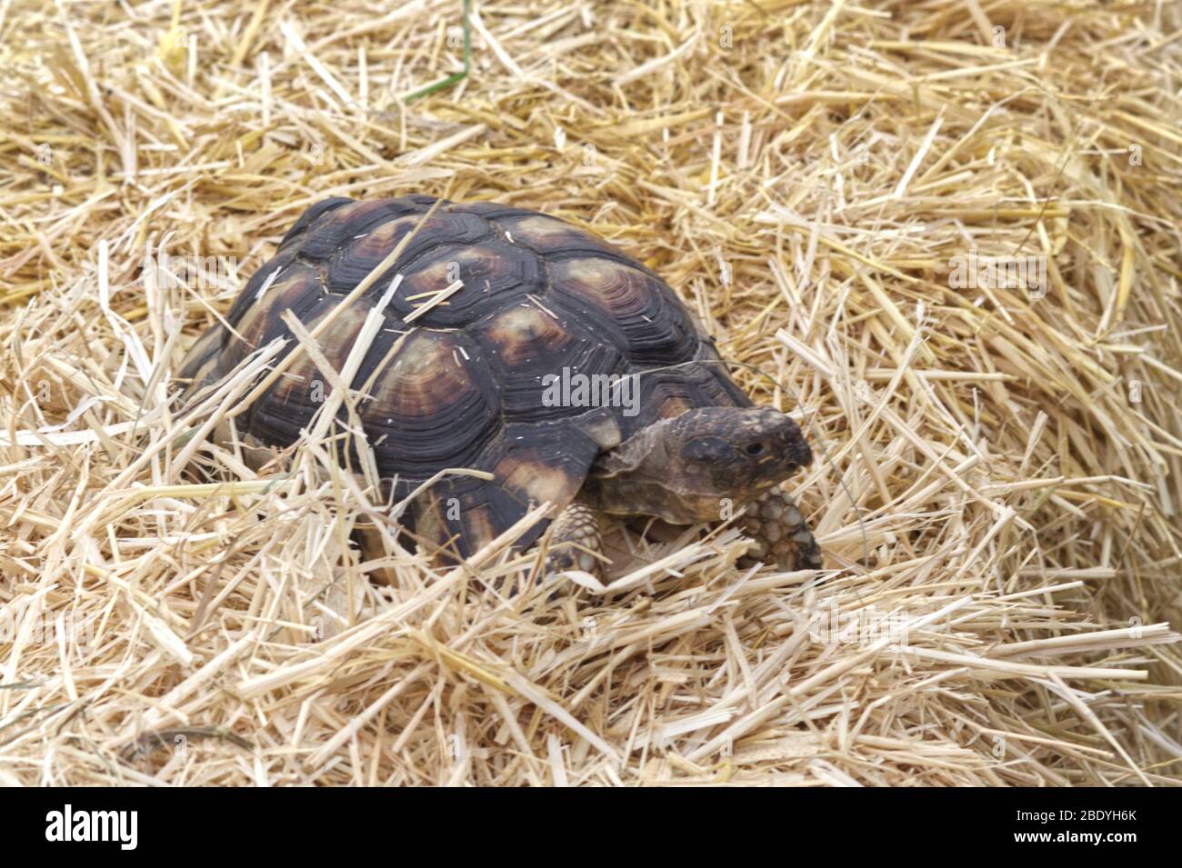 Mascota Horsfield tortuga en paja Foto de stock