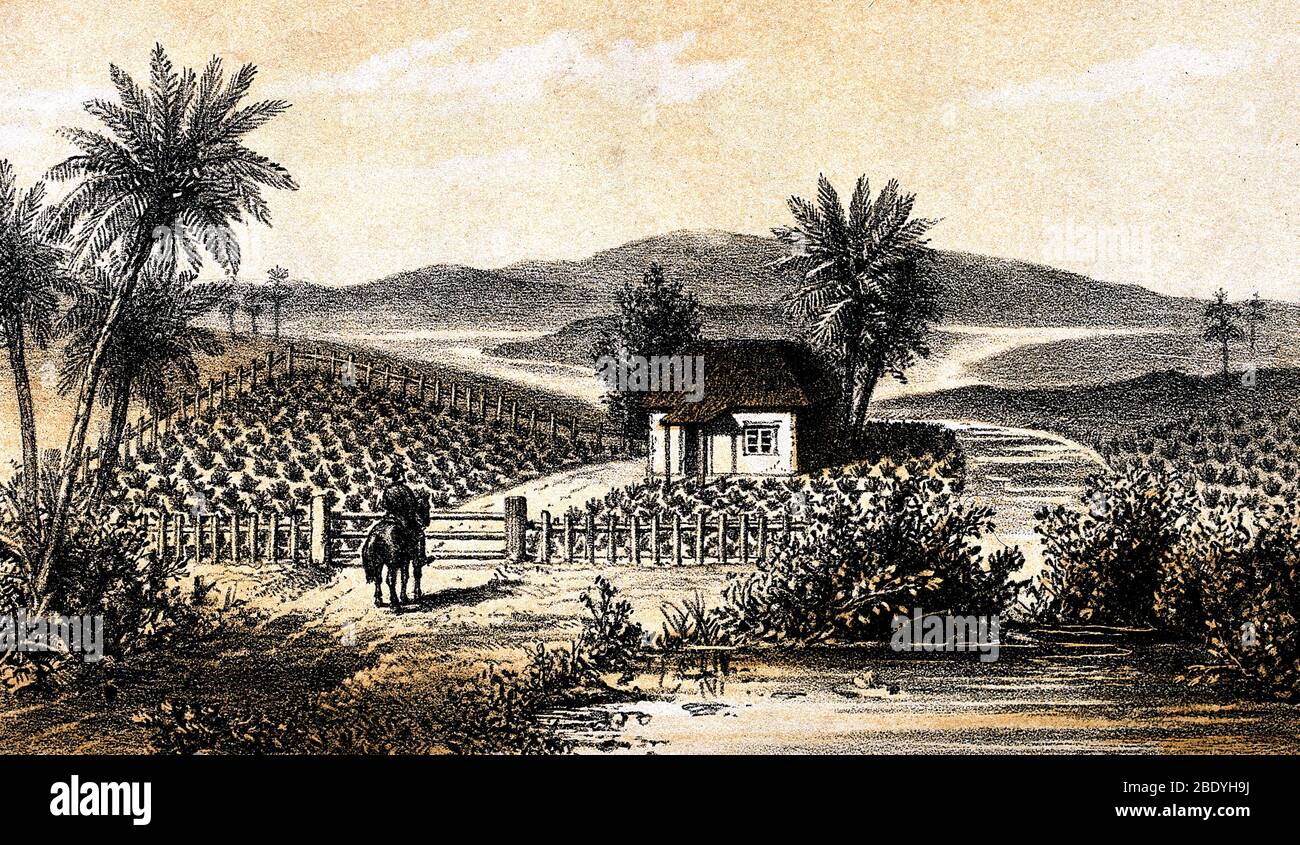 Plantación de Tabaco Cubano, siglo XIX Foto de stock