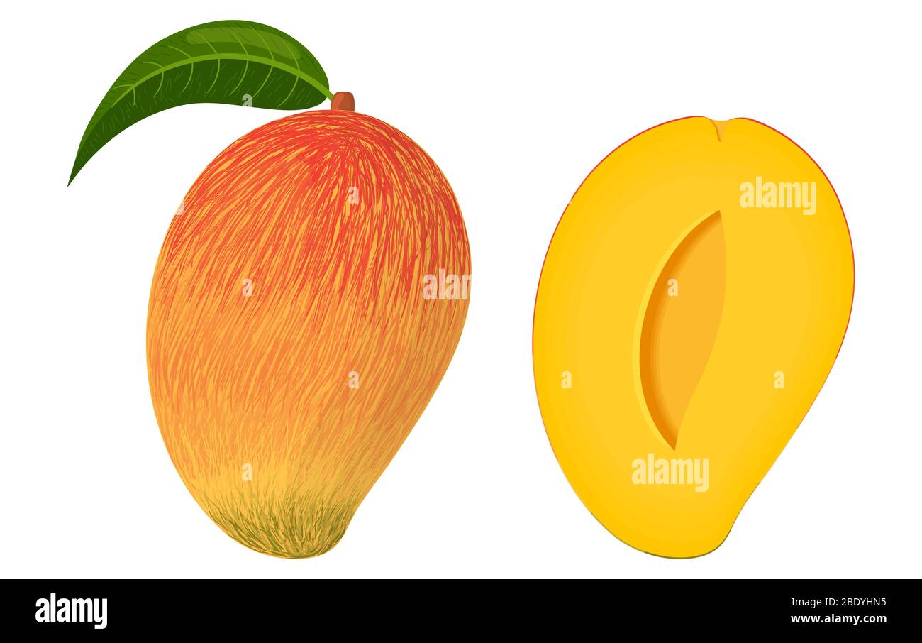 Dibujos animados detallados exóticos mango entero y medio aislado sobre  fondo blanco. Frutas de verano para un estilo de vida saludable. Fruta  orgánica. Estilo de dibujos animados. Vector i Imagen Vector de