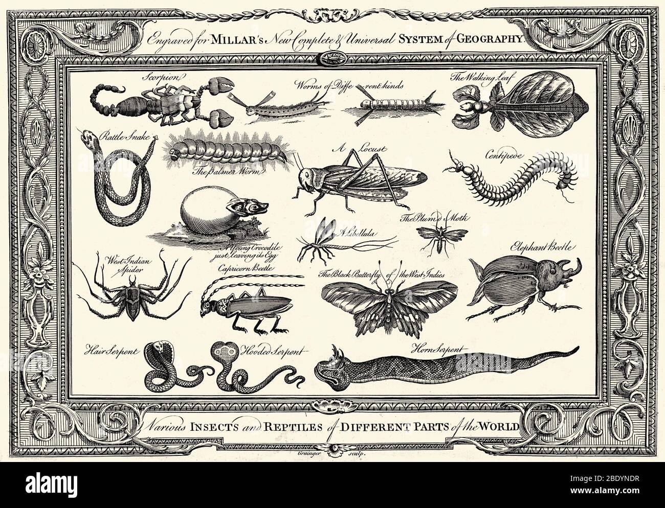 Diversos insectos y Reptiles, Ilustración Foto de stock