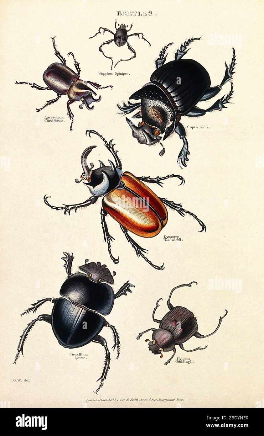 Seis Beetles, Ilustración histórica Foto de stock