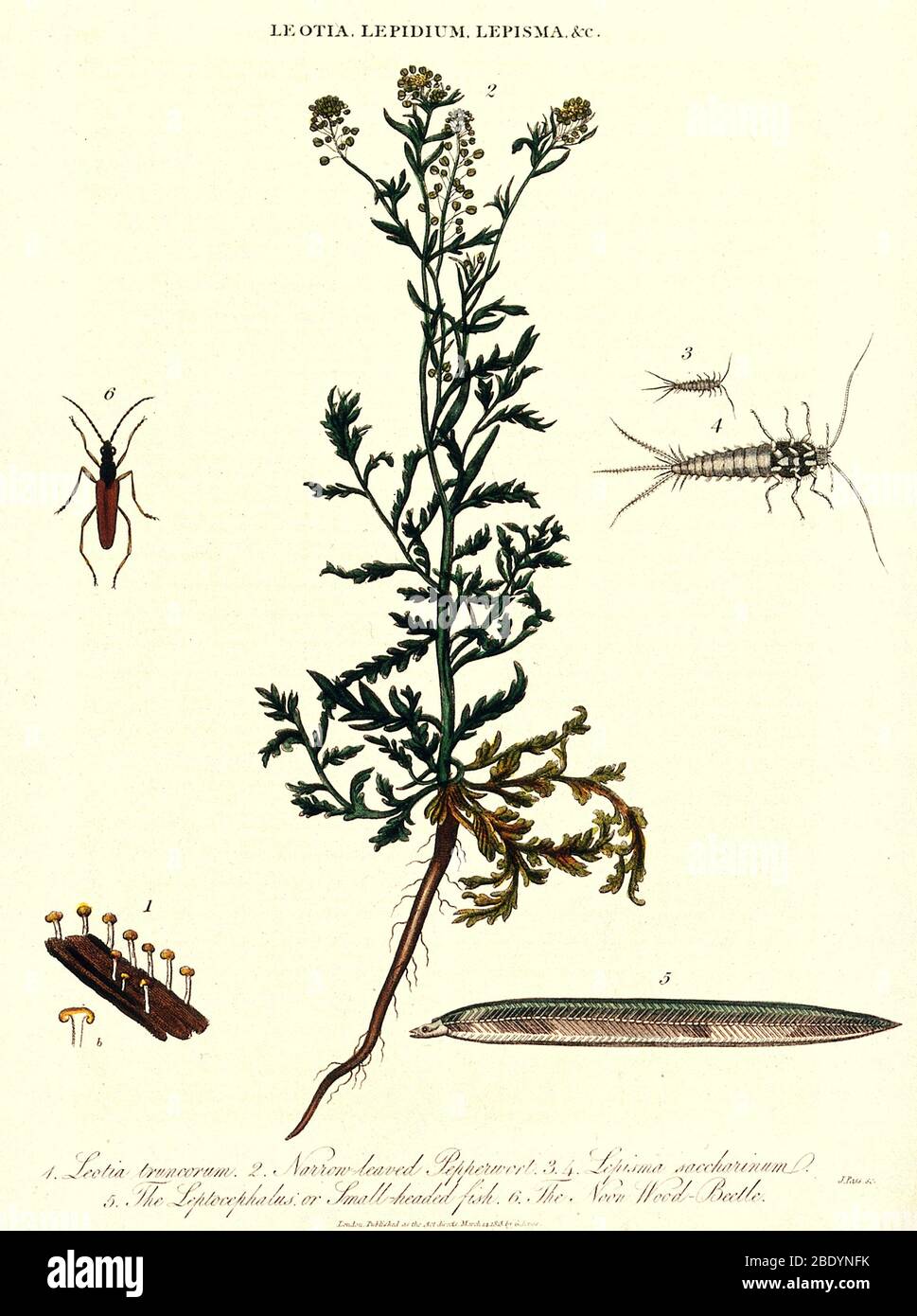 Planta de Pepperwort con insectos, 1813 Foto de stock