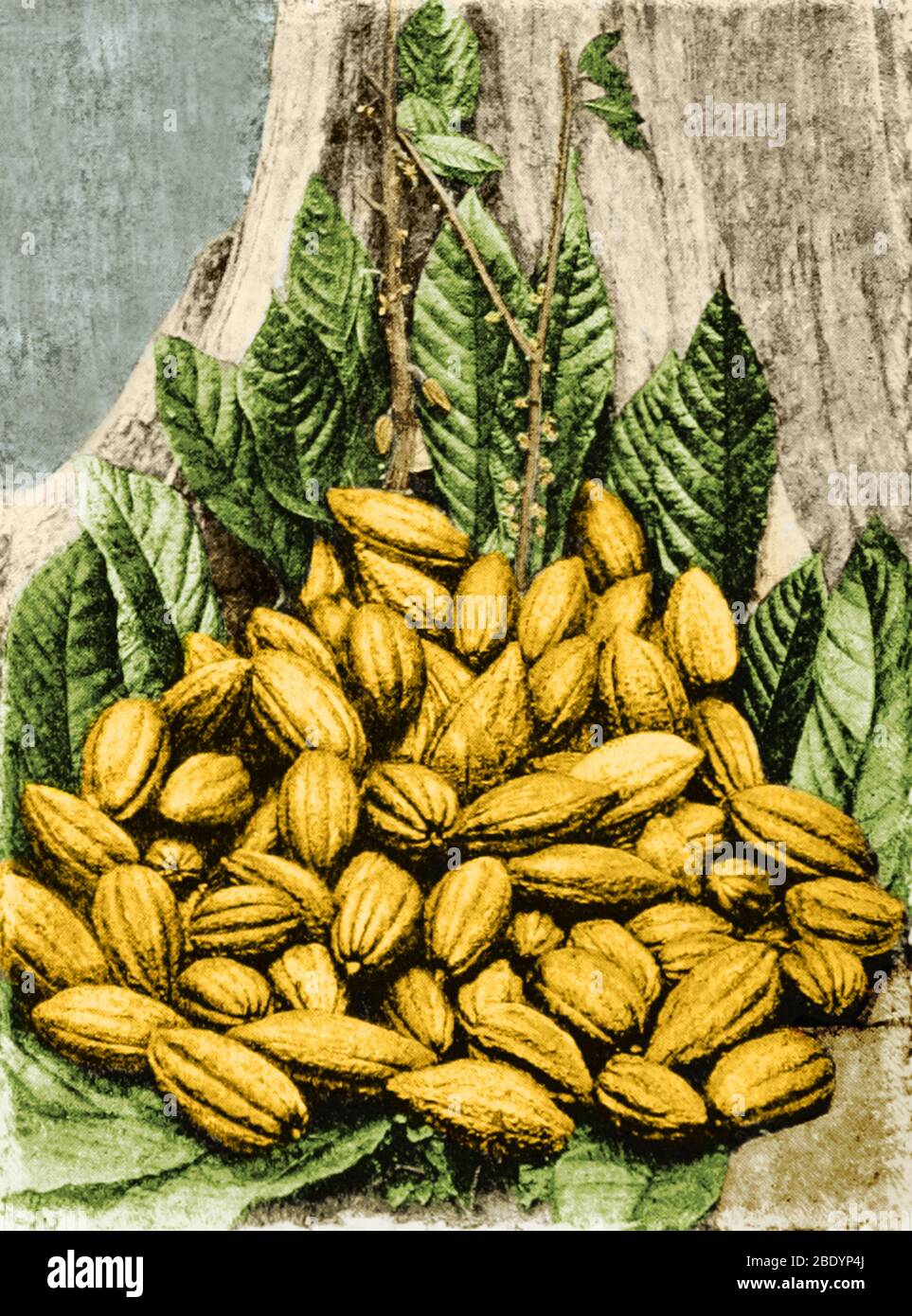 Pods de cacao, Theobroma Cacao, 1839 Foto de stock