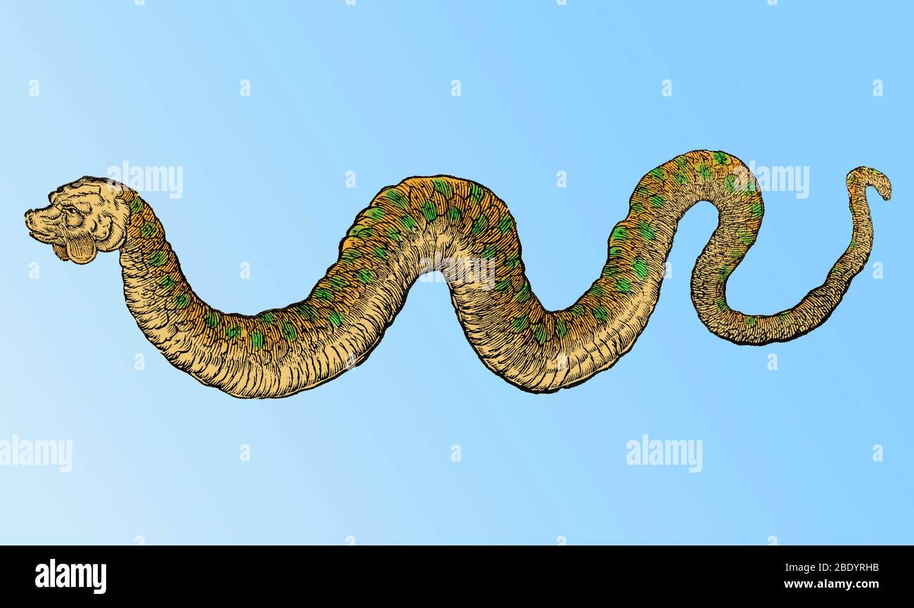 Serpiente de mar, monstruo legendario stock - Alamy