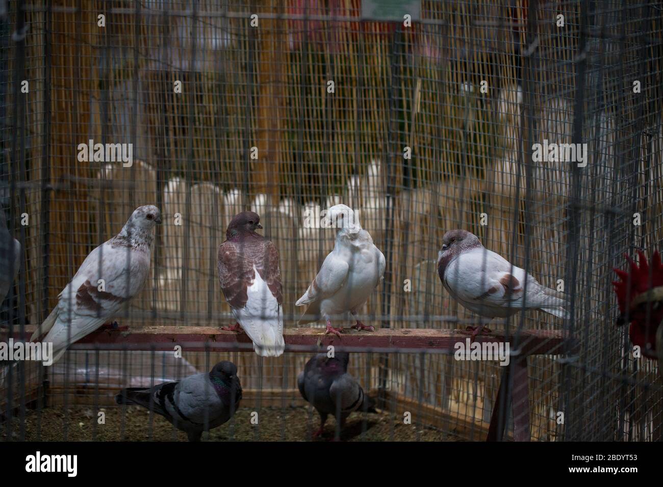 Palomas en una jaula en la exposición Foto de stock