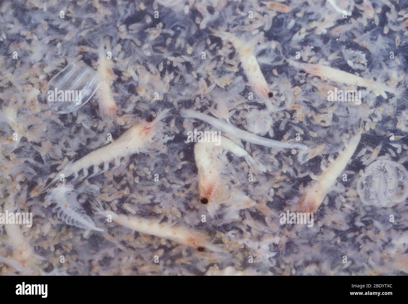 Plancton Foto de stock