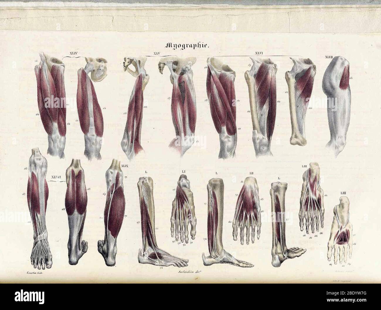 Ilustraciones de Anatomie Methodique Foto de stock