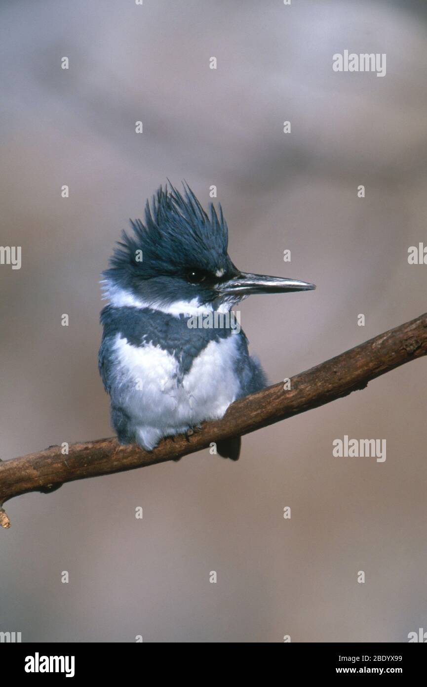 Cantó Kingfisher Foto de stock