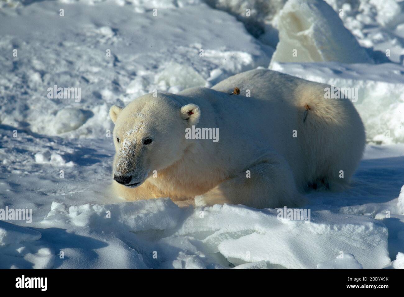 Investigación de osos polares Foto de stock