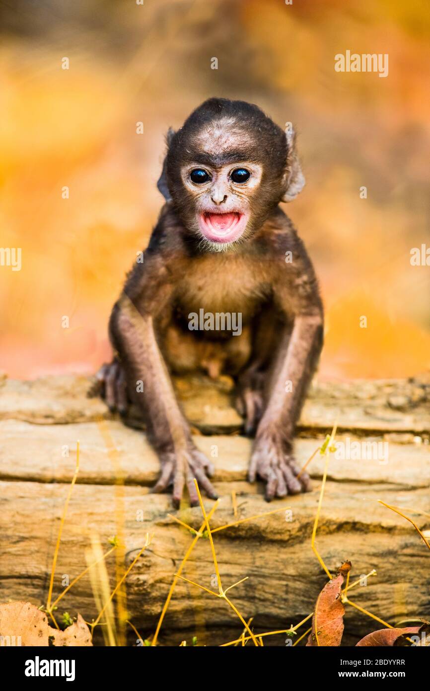 Mono joven langur, India Foto de stock