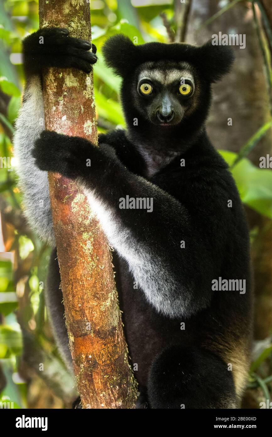 Indri negro (Indri indri), Palmarium, Madagascar Foto de stock