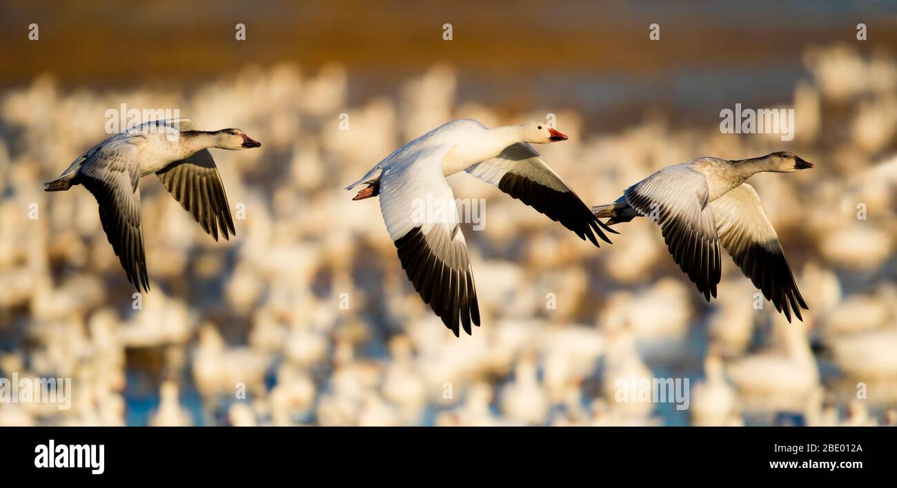 Grupo de gansos de nieve (Anser caerulescens) volando, Soccoro, Nuevo México, Estados Unidos Foto de stock