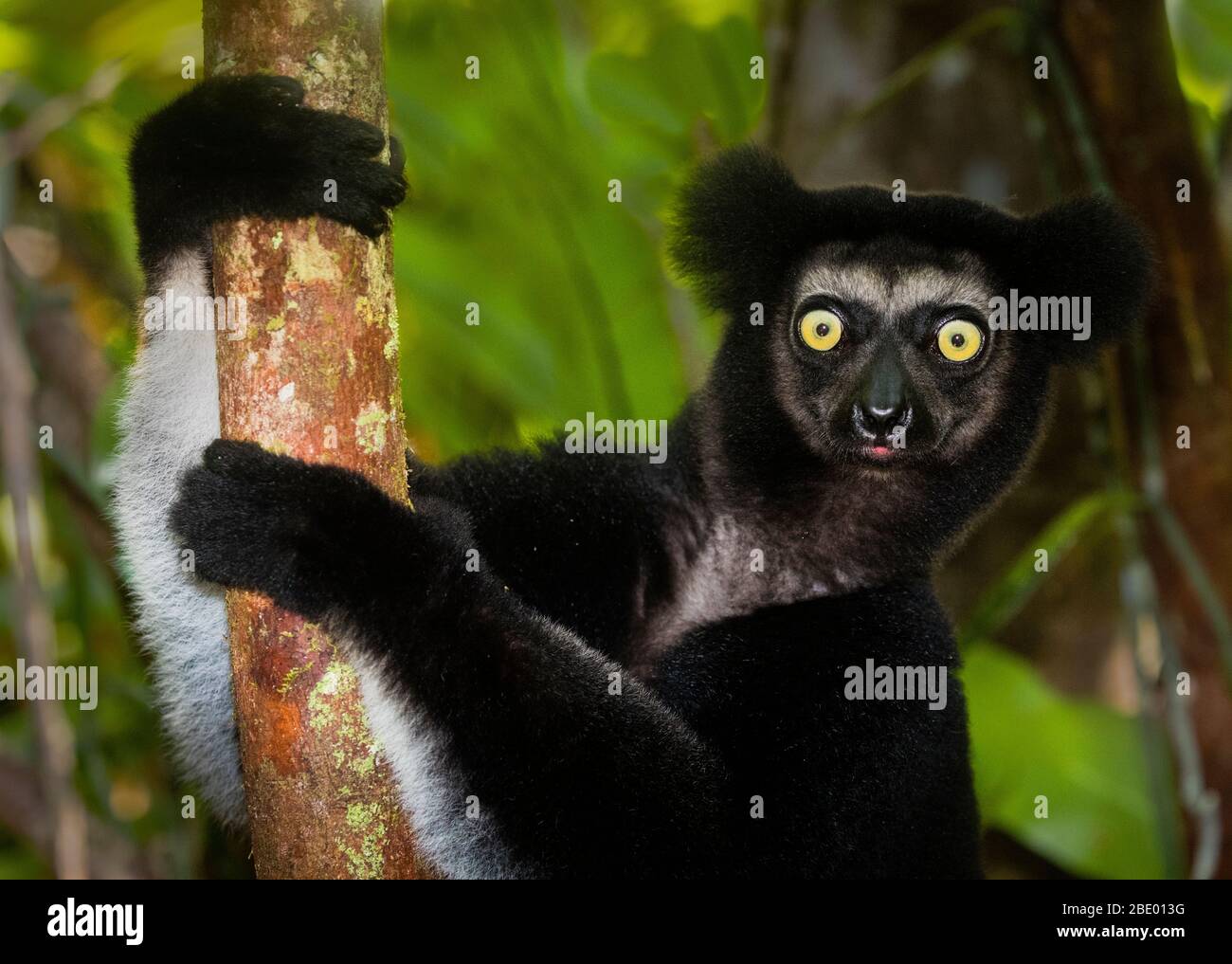 Indri negro (Indri indri), Palmarium, Madagascar Foto de stock