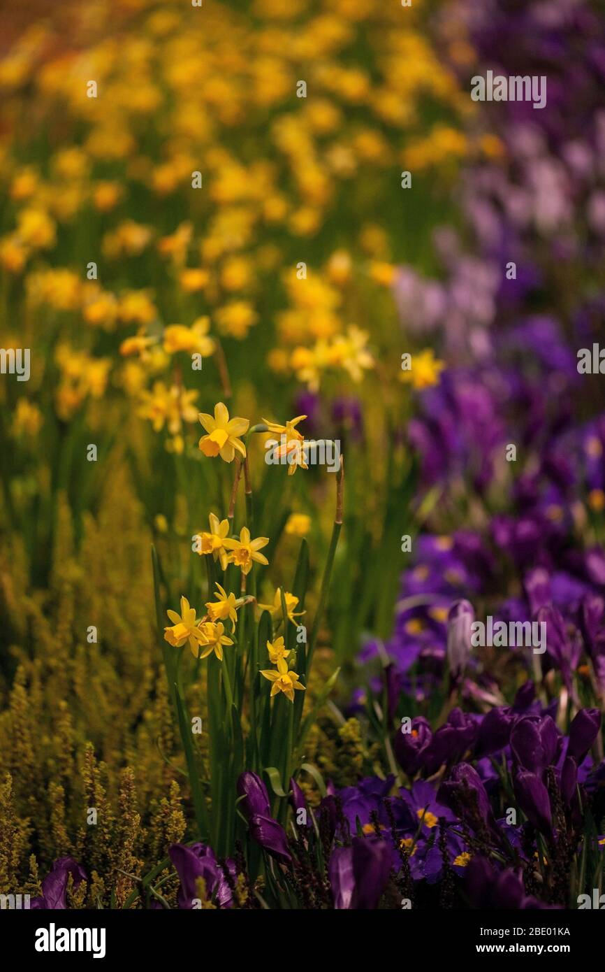 Narciso poeticus y flores de crocus Foto de stock