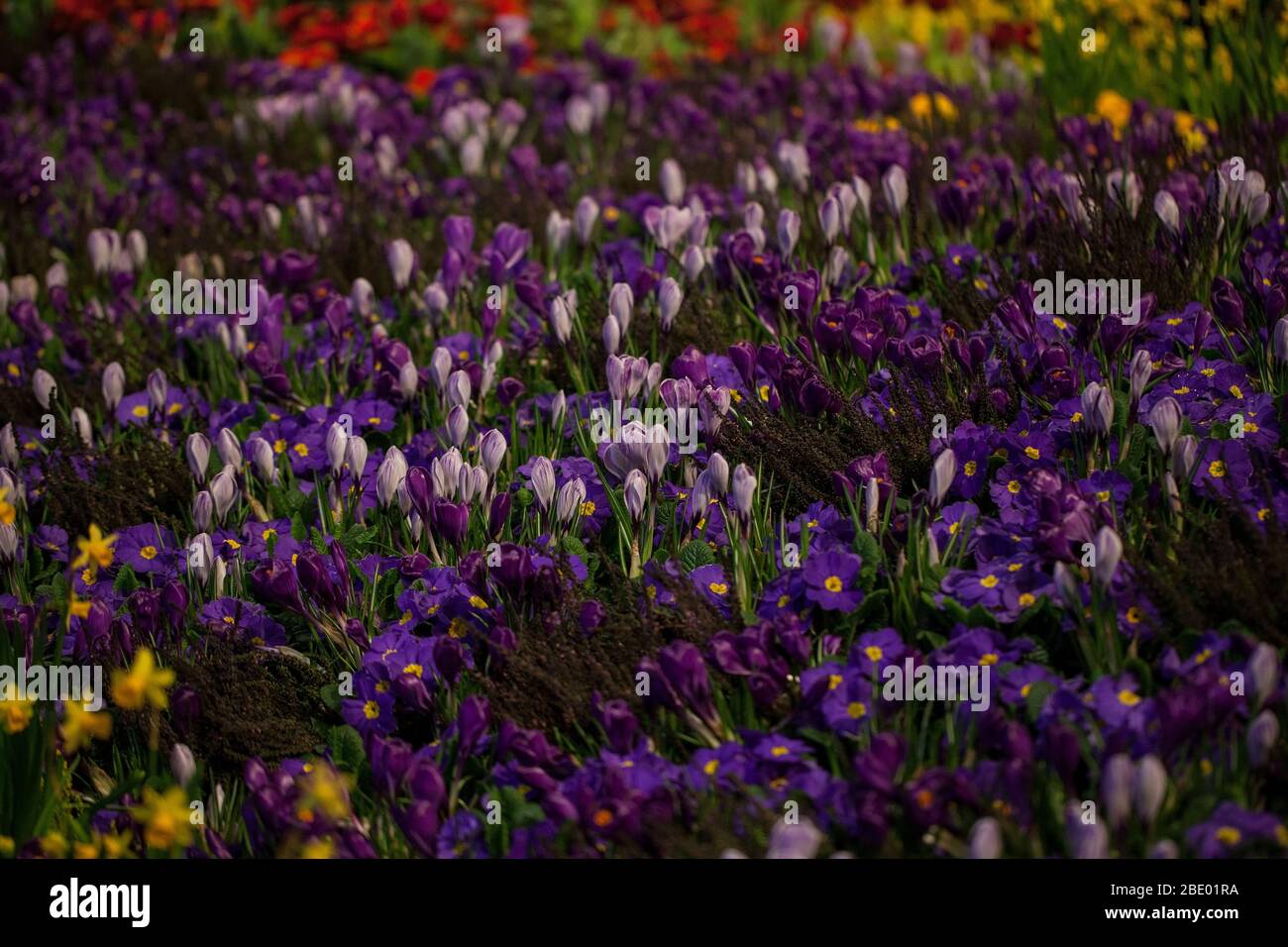 Hermoso fondo de crocus floreciente, bluebells y cama de flores primula Foto de stock