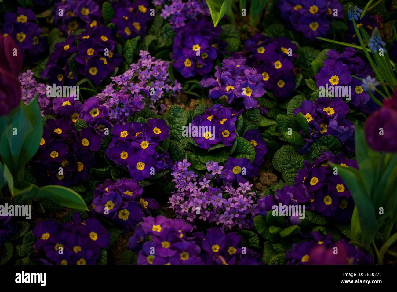 Violeta primula vulgaris, primagra. Floración Primula en el jardín en la primavera. Foto de stock