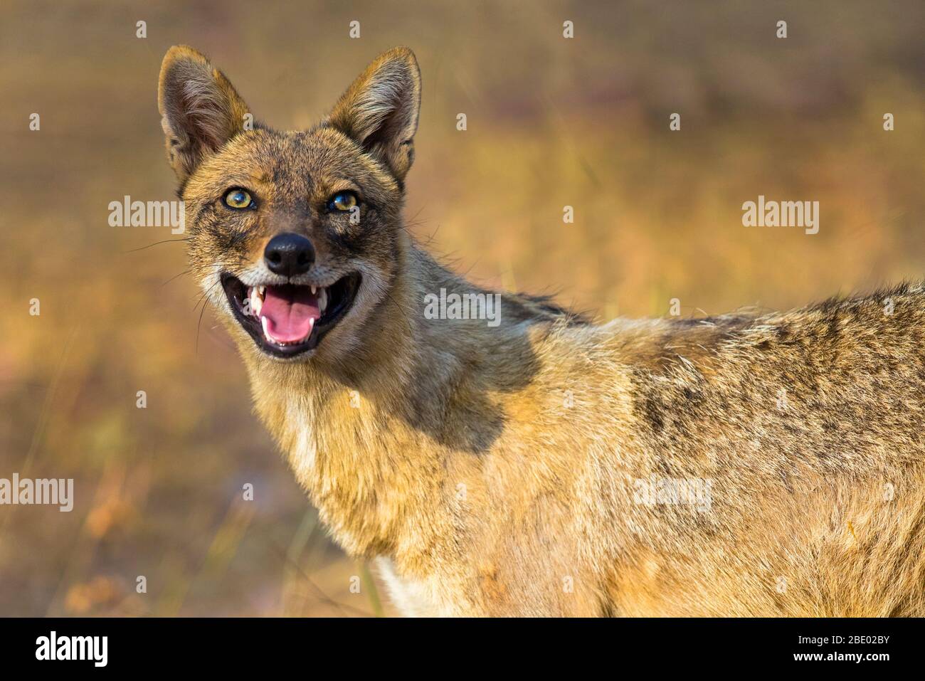 Foto de primer plano del chacal indio (Canis aureus indicus), India Foto de stock