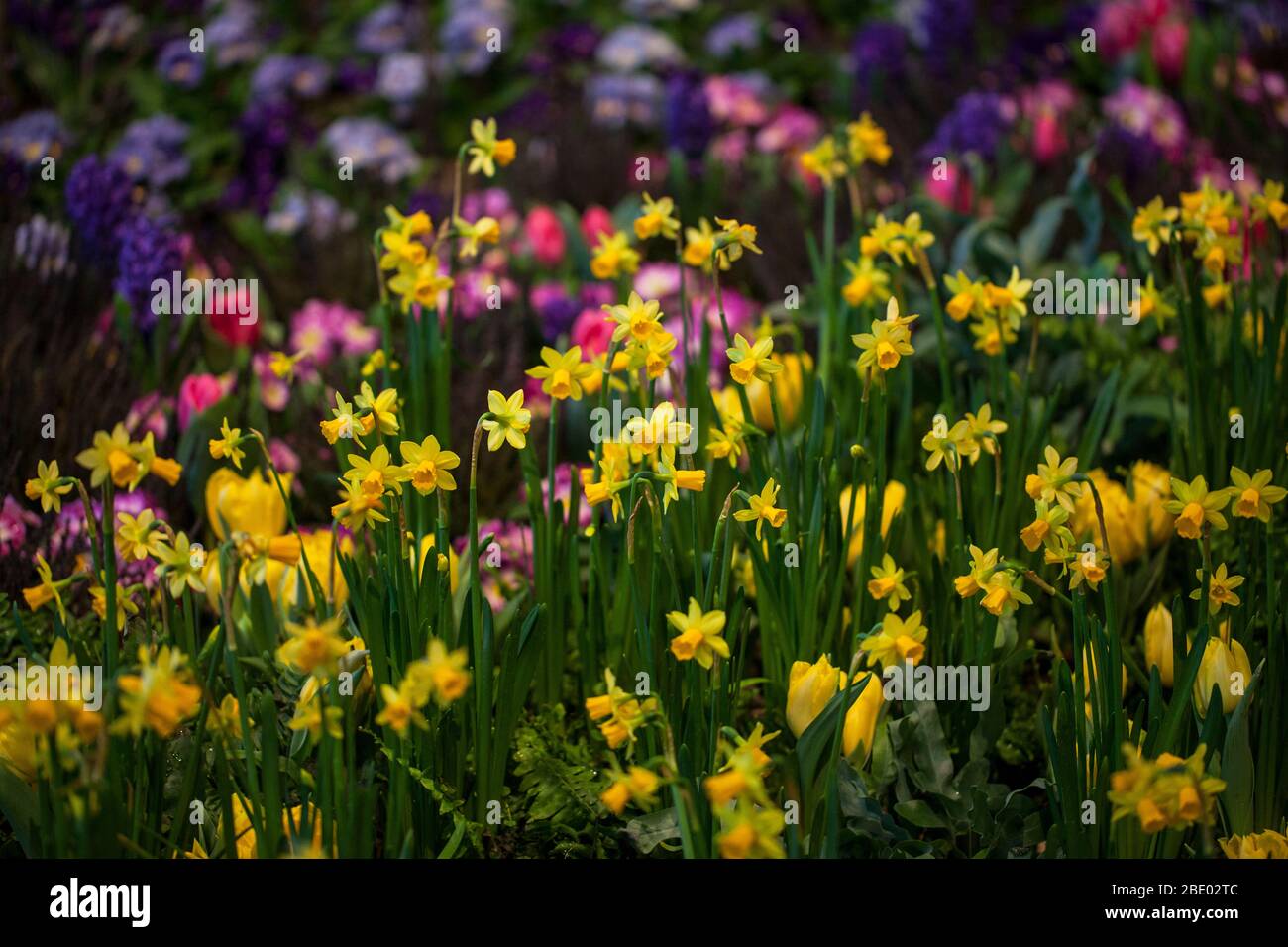 Narciso poeticus y flores de crocus Foto de stock