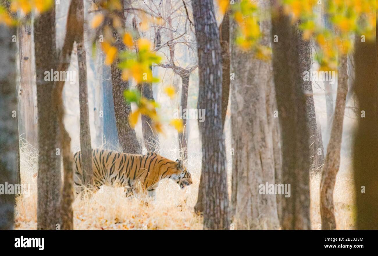 Vista de tigre escondiendo en el bosque, India Foto de stock