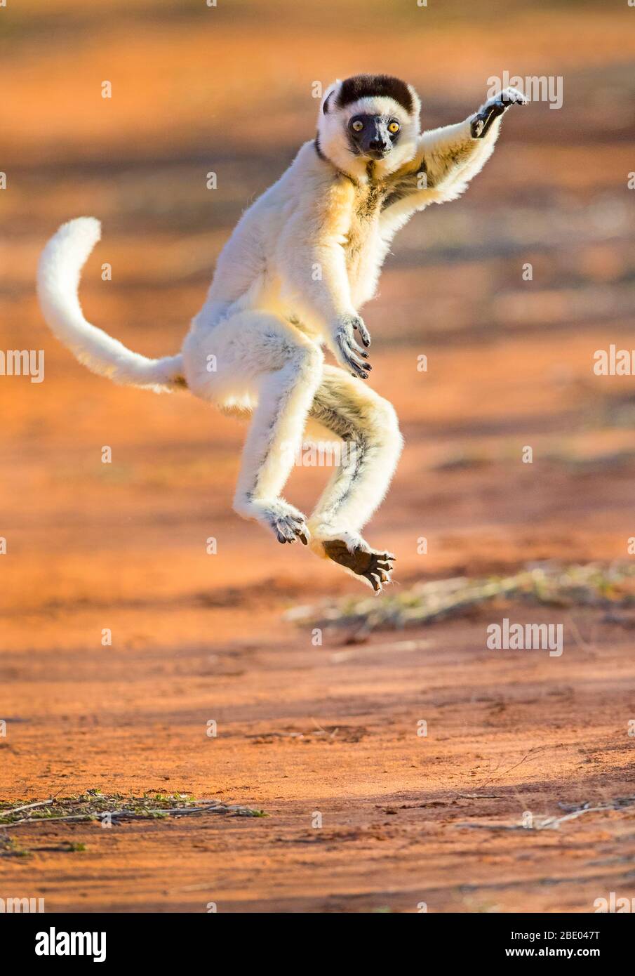 Verreauxs sifaka (Propithecus verreauxi) bailando, Madagascar Foto de stock
