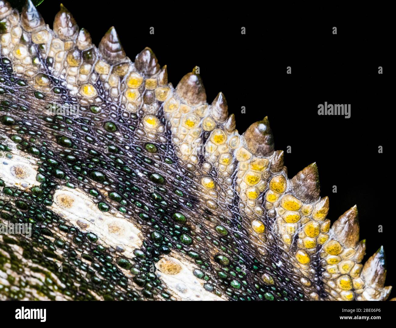 Extrema primer plano piel reptil, Madagascar Foto de stock
